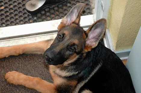 Schæferhund RICO - Rico 16 uger gamel :) billede 8