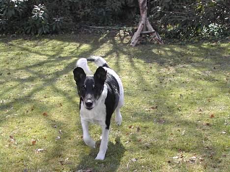 Engelsk foxhund Ludvig - Søde ludvig kommer glad han var den bedste hund og vi savner ham meget  billede 1