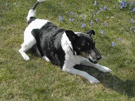 Engelsk foxhund Ludvig - Ligger og nyder solen billede 2