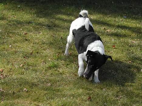 Engelsk foxhund Ludvig - Leger:D noget af det bedste han ved men mad kan nedsten intet slå billede 3