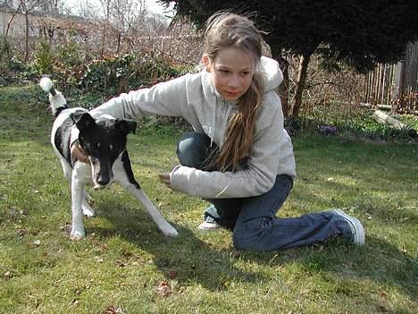 Engelsk foxhund Ludvig billede 4