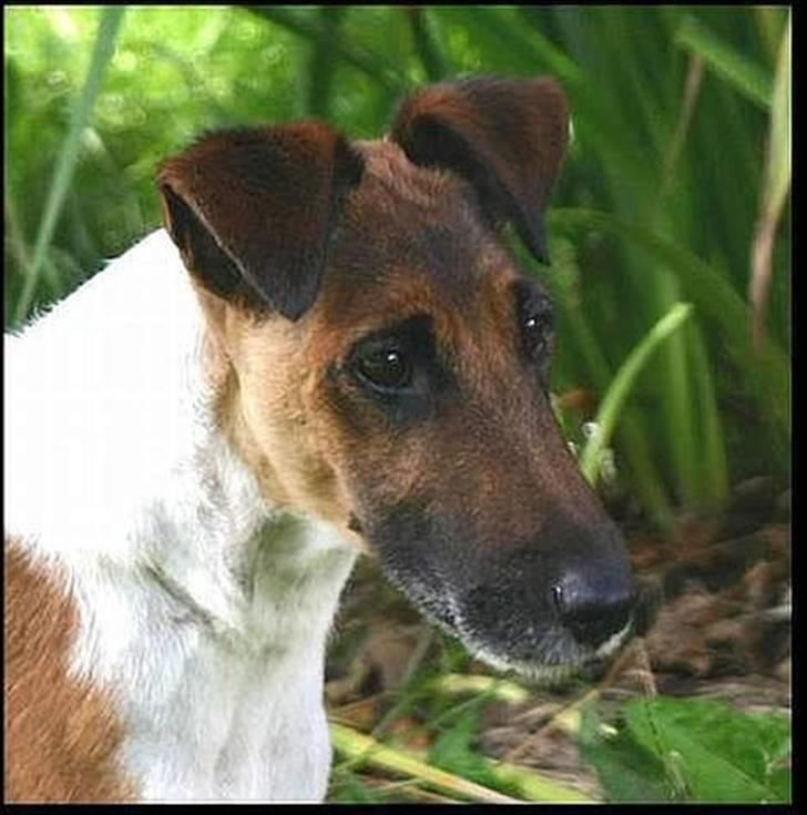Glathåret foxterrier Egelykke " Svendsen " - 5 årige Svendsen billede 1