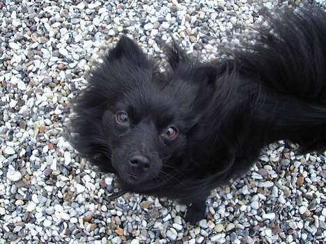 Pomeranian Eddie R.I.P. 24.01.2012 - Eddie i hård vestenvind billede 13