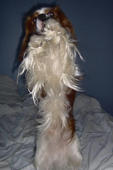 Cavalier king charles spaniel Lucky (i hundehimlen) billede 10