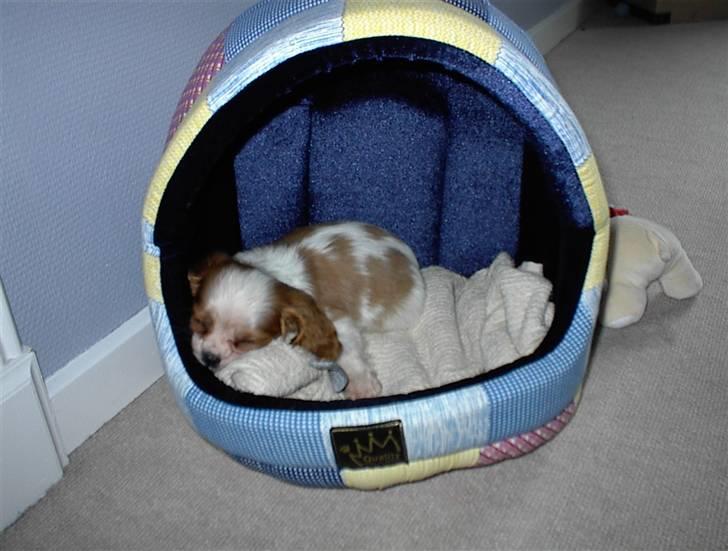 Cavalier king charles spaniel Lucky (i hundehimlen) billede 11