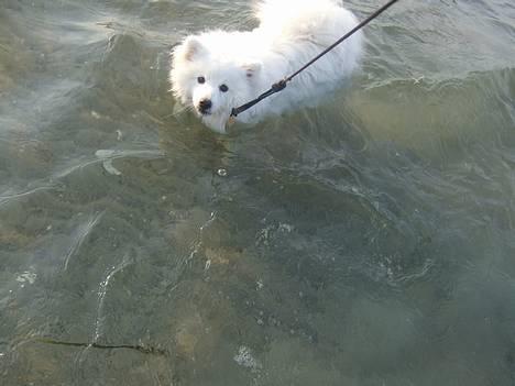 Japansk spids Inu-chibi amazing Kensei  - Min første badetur 10 Maj billede 3