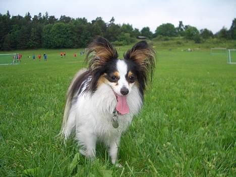 Papillon Chino - Står klar til at spille boldt... billede 8