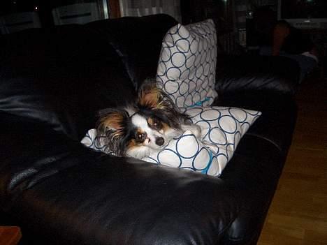 Papillon Chino - Han tager lige en blunder... billede 9