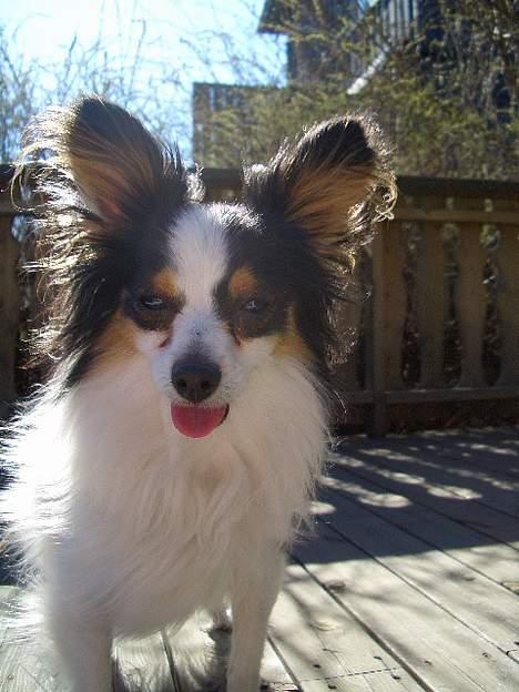 Papillon Chino - Nyder det gode vejr i solen... billede 10