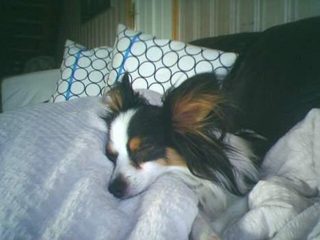 Papillon Chino - *GAAB* billede 11