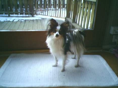 Papillon Chino - Er klar for at komme ud... billede 12