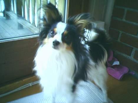 Papillon Chino - Høre alt.... billede 13