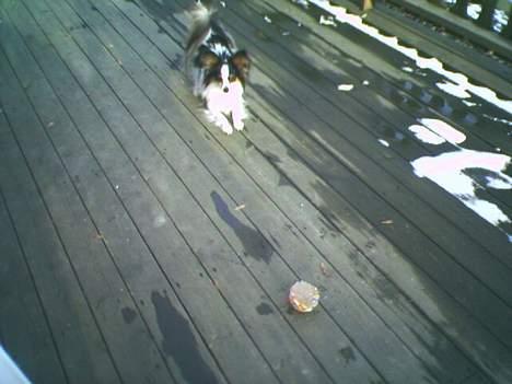 Papillon Chino - Skal vi spille boldt ? billede 14