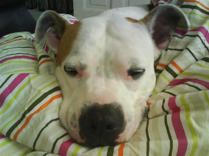 Amerikansk staffordshire terrier chika fik fred 23-03/10 billede 12