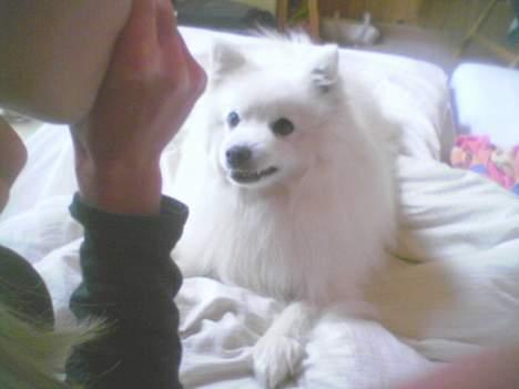 Japansk spids Chiki´s Miko - øøøøø hvad  laver du..??? billede 4