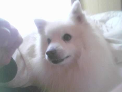 Japansk spids Chiki´s Miko - hmmm... er du ik lidt underlig....??? billede 5