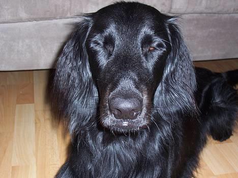 Flat coated retriever Baloo - ...9....10... Nu kommer jeg... (14/11) billede 15