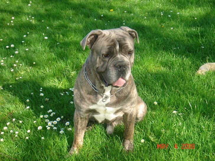 Blanding af racer Otto billede 17