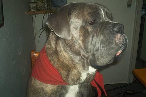 Blanding af racer Otto - Jeps...........bare mig billede 18