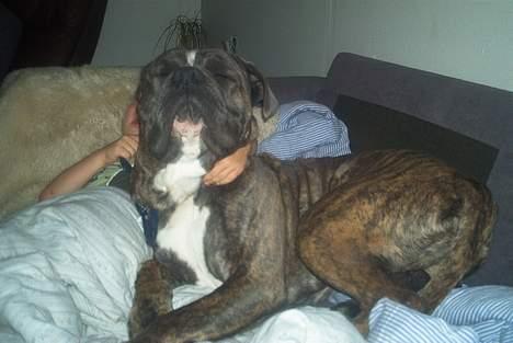 Blanding af racer Otto - Mooar...bliv nu færdig - jeg skal sove. billede 19