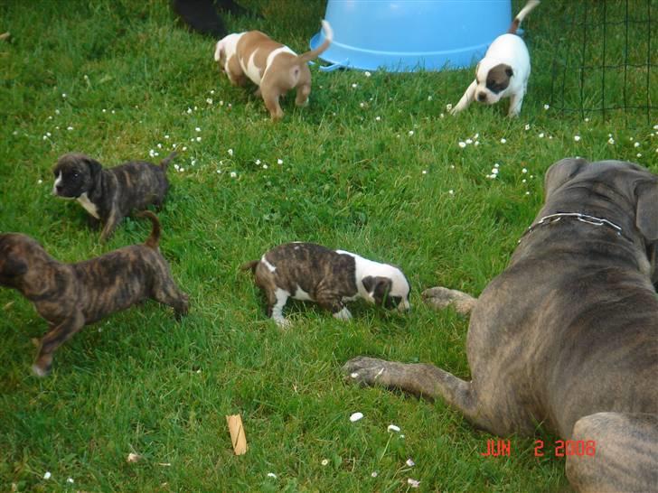 Blanding af racer Otto billede 20