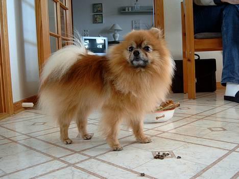 Pomeranian Fie *4-7-2004* - Her er min kærste Uno. Er han ikke bare for lækker. ;o))))) billede 7