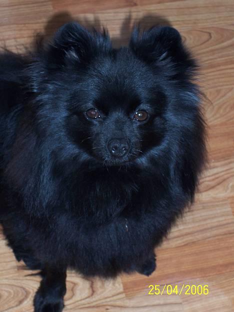 Pomeranian Fie *4-7-2004* billede 8