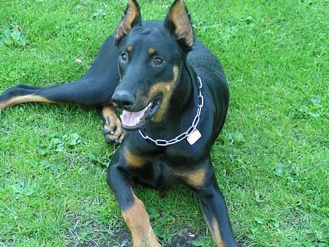 Dobermann sultan billede 5