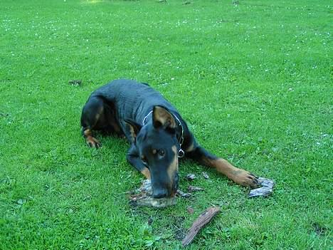 Dobermann sultan billede 6