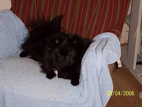 Pomeranian Fie *4-7-2004* - Stjal lig Felix´s tyggeben. ;o) billede 9