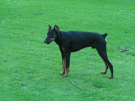 Dobermann sultan billede 7