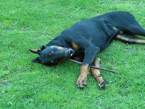 Dobermann sultan billede 8