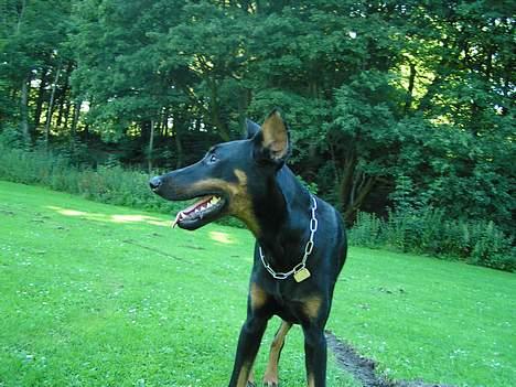 Dobermann sultan billede 9
