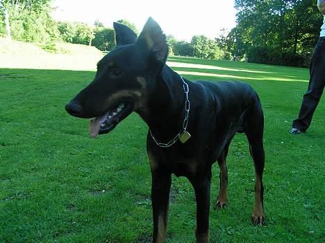 Dobermann sultan billede 10