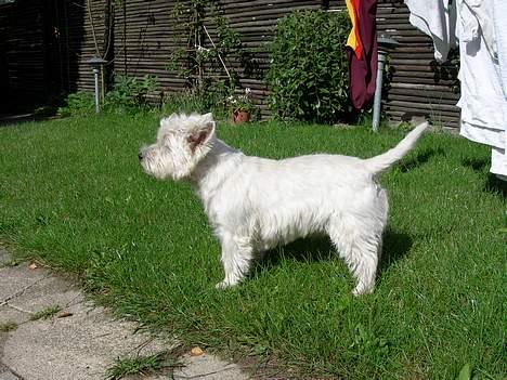 West highland white terrier Maxx - Maxx i profil! billede 10