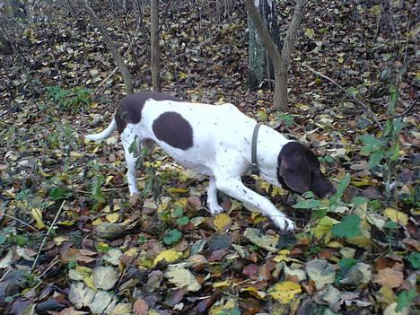 Gammel dansk hønsehund - Fie - Fie fik færten af noget... billede 1