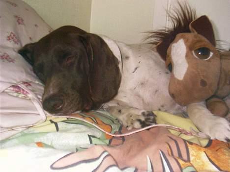 Gammel dansk hønsehund - Fie - Zzz. Mig og "mit" sovedyr tager os en lur :D Foto: Kamille Hansen billede 2