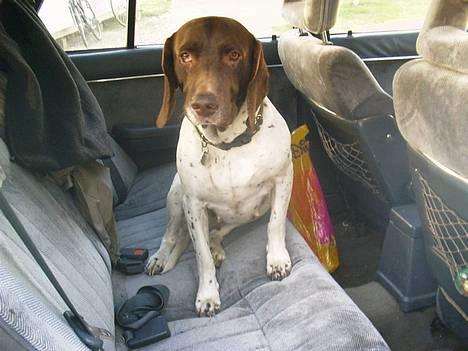Gammel dansk hønsehund - Fie - Nix! I får mig ikke ud! Jeg vil have en køretur mere! Foto: Kamille Hansen billede 4