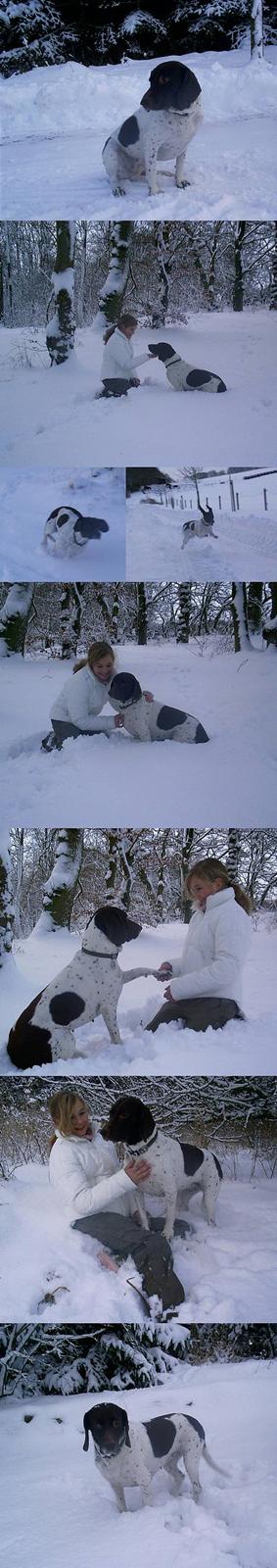 Gammel dansk hønsehund - Fie - Jeg ELSKER sne! 30 december 2005 billede 5