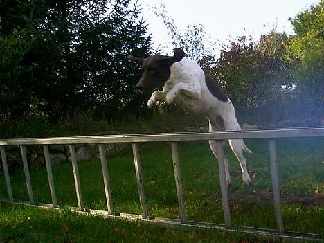 Gammel dansk hønsehund - Fie - Wee! Hopla! Foto: Line W billede 6