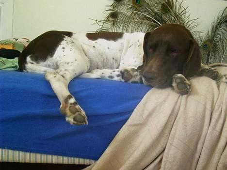 Gammel dansk hønsehund - Fie - Zzzzzzz. Foto: Kamille Hansen billede 7
