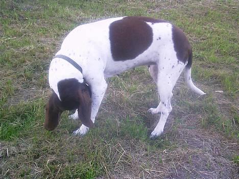 Gammel dansk hønsehund - Fie - Der er noget! Er det en flue? Jeg hader fluer!!! Foto: Kamille Hansen billede 8
