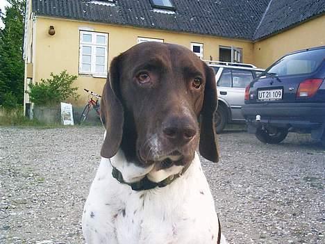 Gammel dansk hønsehund - Fie - Mig med trippelhagen ;) Foto: Kamille billede 9