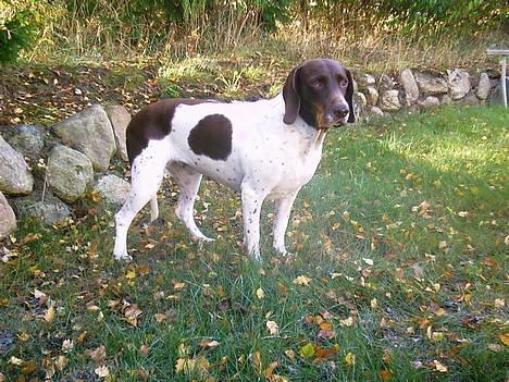 Gammel dansk hønsehund - Fie billede 10