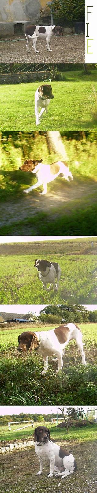 Gammel dansk hønsehund - Fie - Fuld fart over Fie! Fotos: Kamille Hansen billede 11