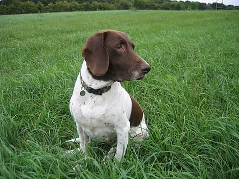 Gammel dansk hønsehund - Fie - En tur på marken. Foto: Kamille Hansen billede 12