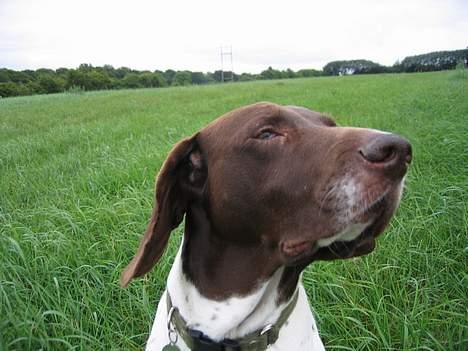 Gammel dansk hønsehund - Fie - Hov, det blæser! Foto: Kamille Hansen billede 13