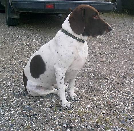 Gammel dansk hønsehund - Fie - Det her sted tilhører mig, og ingen andre ! ;D Foto: Kamille Hansen billede 14