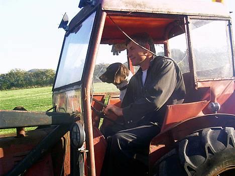 Gammel dansk hønsehund - Fie - Okay, du styrer, jeg kigger på :) Foto: Malou Clausen billede 15