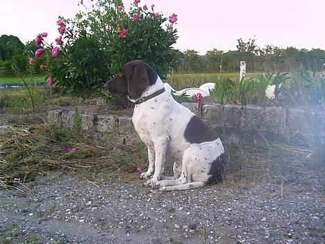 Gammel dansk hønsehund - Fie - Det er så rart at sidde her og kigge ud over verden ;) Foto: Kamille Hansen billede 16